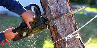 Best Firewood Processing and Delivery  in San Diego Country Estates, CA