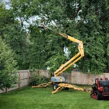Best Fruit Tree Pruning  in San Diego Country Estates, CA
