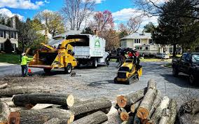Best Root Management and Removal  in San Diego Country Estates, CA