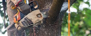Best Arborist Consultation Services  in San Diego Country Estates, CA