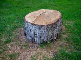 Professional Tree Care in San Diego Country Estates, CA