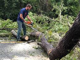 Best Emergency Tree Removal  in San Diego Country Estates, CA