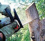 Best Tree Maintenance Programs  in San Diego Country Estates, CA