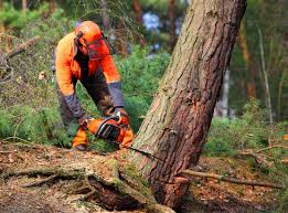 Best Tree Risk Assessment  in San Diego Country Estates, CA