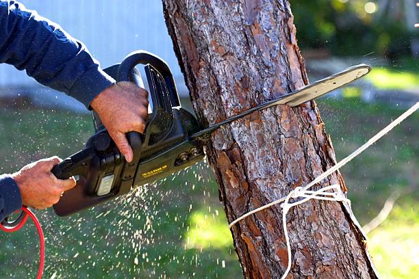 How Our Tree Care Process Works  in  San Diego Country Estates, CA