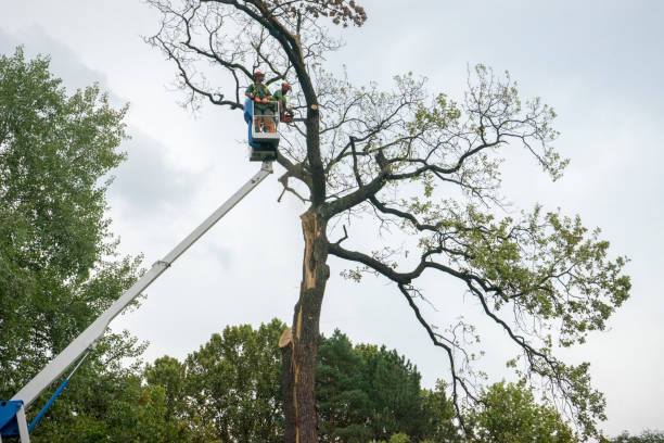 Best Tree Mulching  in San Diego Country Estates, CA