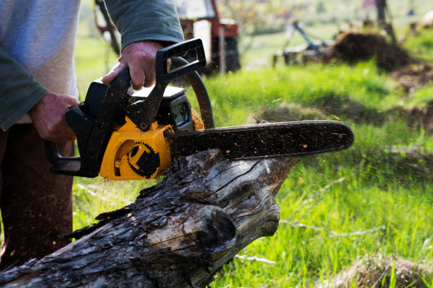 Best Stump Grinding and Removal  in San Diego Country Estates, CA