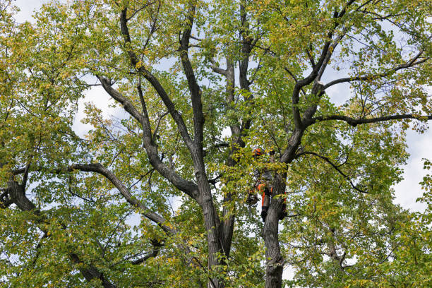 Best Tree Trimming and Pruning  in San Diego Country Estates, CA
