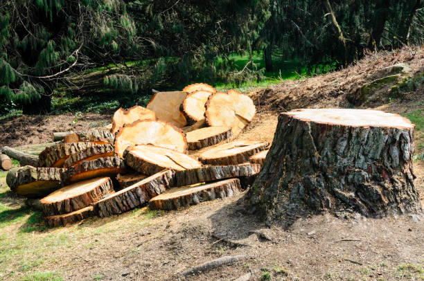 Best Tree Health Inspection  in San Diego Country Estates, CA